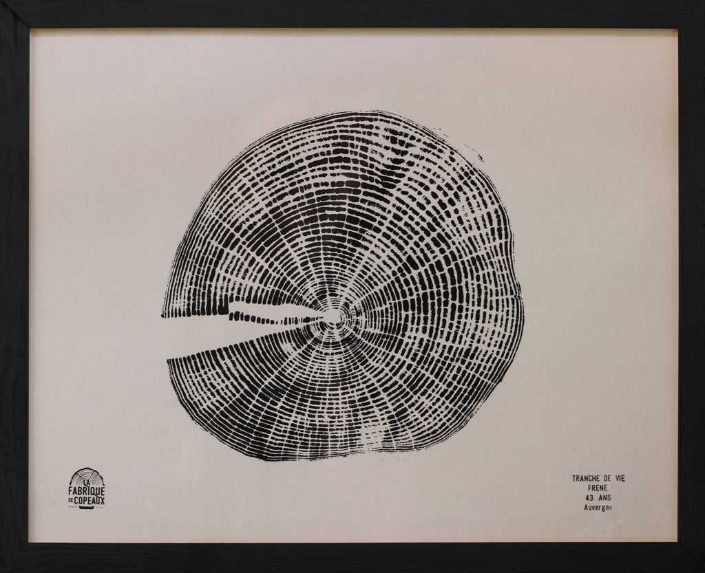 Tranche de vie, Frêne